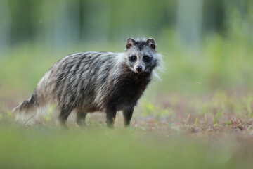 Jenot (Nyctereutes) raccoon dog