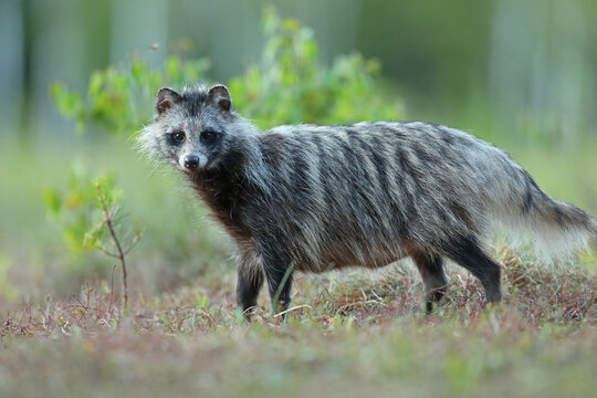 Jenot (Nyctereutes) raccoon dog