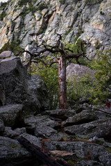 Dead tree in rocks at Devil's Tower