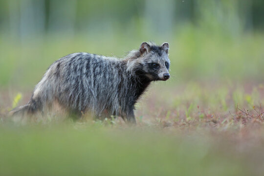 Jenot (Nyctereutes) raccoon dog
