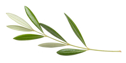Fototapeta premium olive tree, twig with fresh green leaves isolated on white background, clipping path 