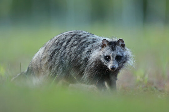 Jenot (Nyctereutes) raccoon dog
