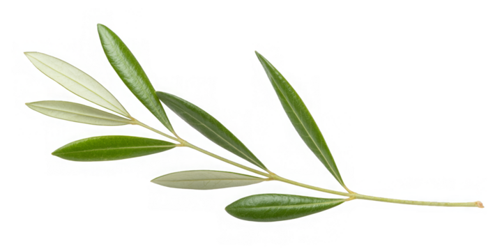 olive tree, twig with fresh green leaves isolated on white background, clipping path
