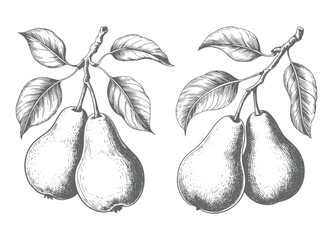 Vintage hand drawn pear branch in engraving style. Retro hand-drawn pear fruits on a leafy branch.  © Artverza