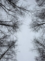 Bare Winter Trees Against Grey Sky