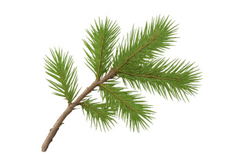 Green pine branch with needles, transparent background