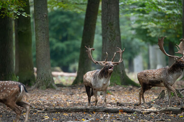 Dama dama and an important period of the year, the female rut. 