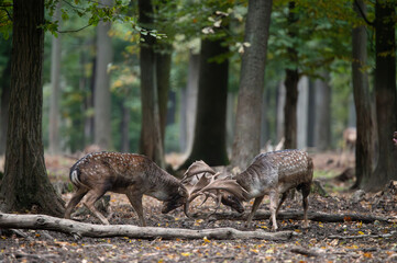 Dama dama and an important period of the year, the female rut. 
