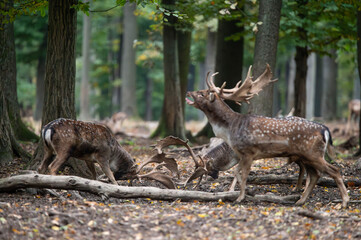 Dama dama and an important period of the year, the female rut. 