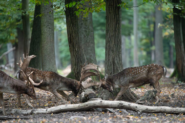Dama dama and an important period of the year, the female rut. 