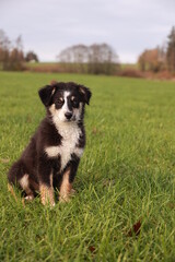 A small dog is sitting in a grassy field