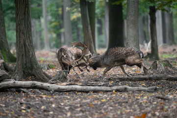 Dama dama and an important period of the year, the female rut. 
