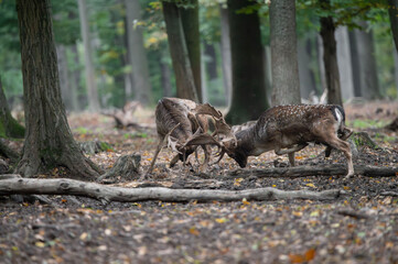Dama dama and an important period of the year, the female rut. 
