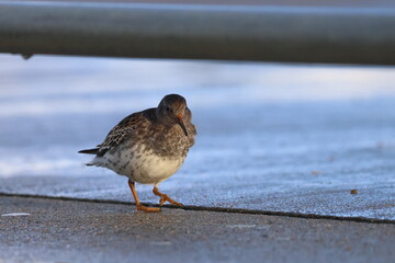 purple sandpiper
