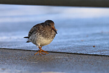 purple sandpiper