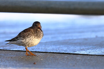 purple sandpiper