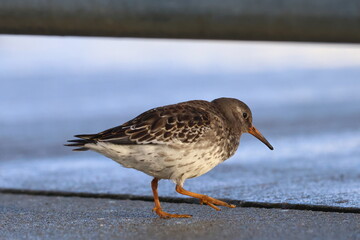 purple sandpiper
