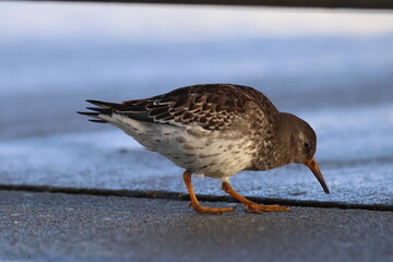 purple sandpiper