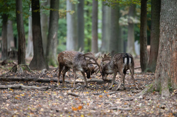Dama dama and an important period of the year, the female rut. 