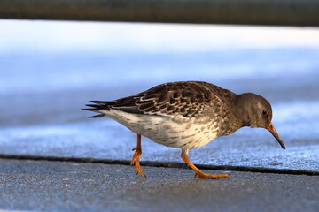 purple sandpiper