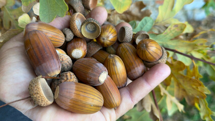 Acorn fruits are a source of healing, healthy, natural and beneficial