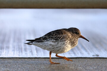 purple sandpiper