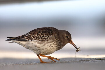 purple sandpiper