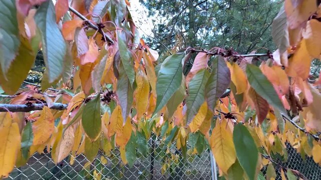yellowing leaves of the cherry tree and autumn texture