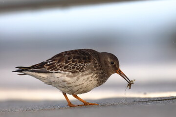 purple sandpiper
