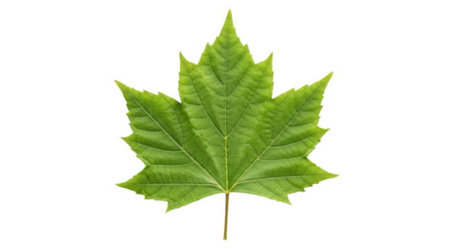 Vivid, isolated, and natural maple leaf with textured details against black