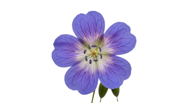Isolated five-petaled purple flower with intricate veining, black background