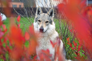 The portrait of an adorable yellowish-grey Czechoslovakian Wolfdog posing outdoors in autumn garden