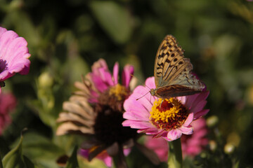 Obraz premium A collection of pink flowers and a butterfly sitting on them