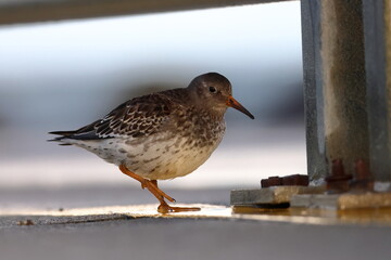 purple sandpiper