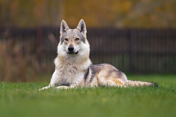 Yellowish-grey Czechoslovakian Wolfdog posing outdoors lying down on a green grass in autumn
