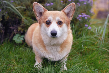 The portrait of a fawn and white Welsh Corgi Pembroke dog posing outdoors sitting on a green grass in autumn garden