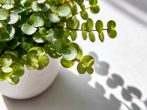 Sunlit green leaves of a potted plant casting soft shadows on a white surface in a bright indoor setting with natural light effects