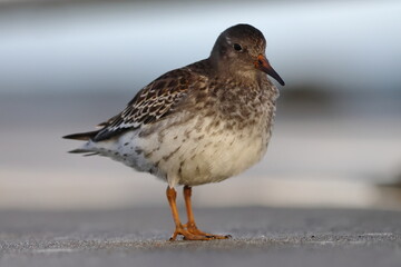 purple sandpiper