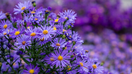 Detailed close-up of purple aster flowers with yellow centers against a soft, blurred violet bokeh background. Autumn floral concept.