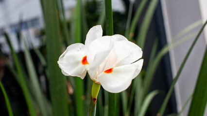 Dietes bicolor, también llamada lirio africano, lirio bandera o lirio de quince días