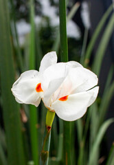 Dietes bicolor, también llamada lirio africano, lirio bandera o lirio de quince días