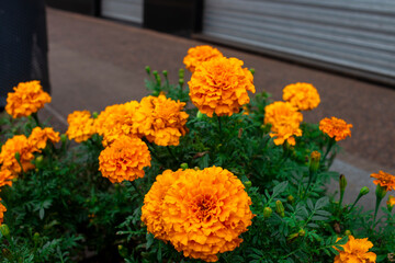 lores de cempasúchil (Tagetes erecta)