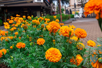 lores de cempasúchil (Tagetes erecta)