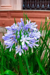 agapanto,  lirio africano, lirio del Nilo,  Agapanthus africanus o Agapanthus praecox