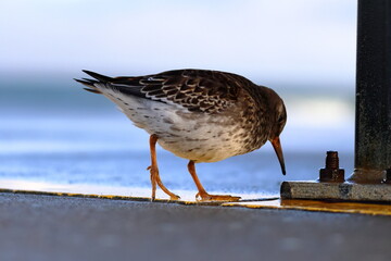 purple sandpiper