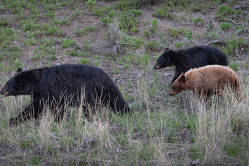 Cinnamon black bear cub following her mother, Yellowstone National Park © Jonathan