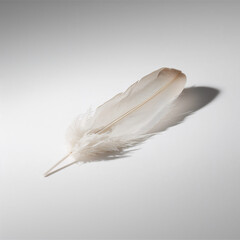 Obraz premium feather on white