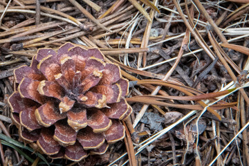 Still life of colorful pinecone in pine needles