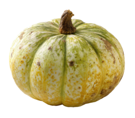 Small, round pumpkin with mottled colors