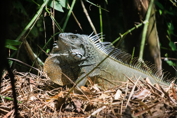 Green iguana basking on dry forest floor in sunlight. Detailed close-up view showing textured scales, spines, and natural habitat among leaves and branches